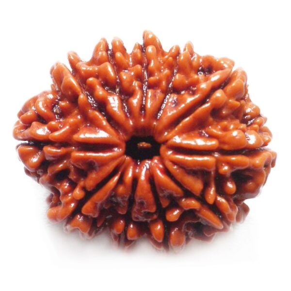 RUDRAKSH