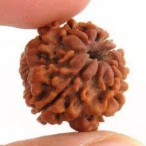 EK MUKHI RUDRAKSHA