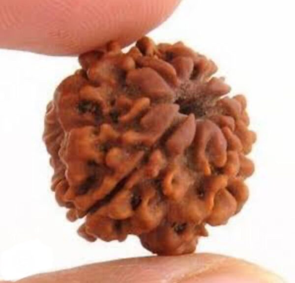 EK MUKHI RUDRAKSHA